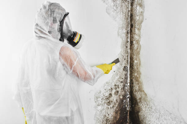 Best Attic Mold Removal  in St Lawrence, PA
