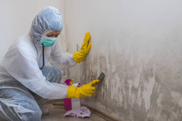 Best Best Mold Removal Companies  in St Lawrence, PA