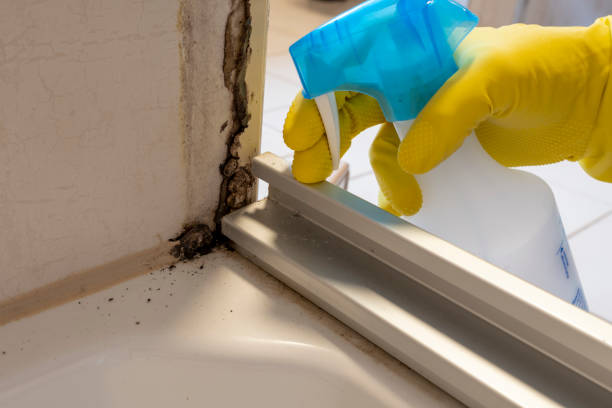 Best Attic Mold Removal  in St Lawrence, PA