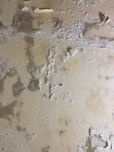 Attic Mold Removal in St Lawrence, PA