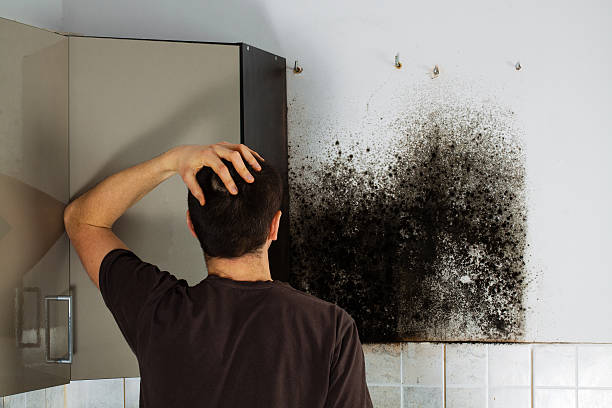 Best Mold Damage Repair  in St Lawrence, PA