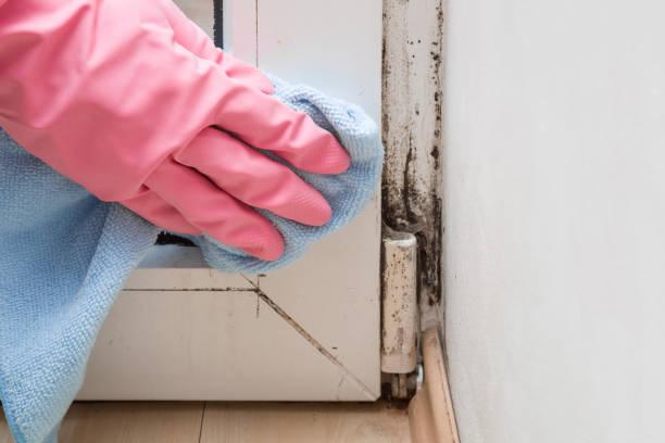 Mold Testing and Removal in St Lawrence, PA