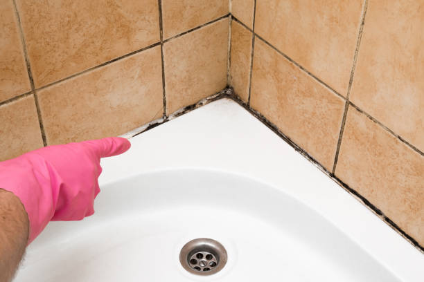 Best Residential Mold Removal  in St Lawrence, PA